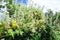 Summer Flowering White Hebe Shrub Hebe venustula in a Country Cottage Garden