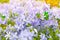 Summer flowers background. Phlox