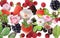 Summer flowers and berry still life mix  strawberry andf blackberry on white   background banner fruits and berry  vitamines temp