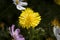 Summer flowers. Calendula flowers close up