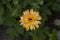 Summer flowers. Calendula flowers close up