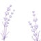 Summer flowers with calligraphy sign Lavender Herbs. Bunch of lavender flower isolated over white background.