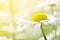 Summer flowers camomile blossoms on meadow. Macro photo.