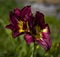 Summer flowers. Daylily close up