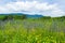 Summer flowers field against the famous mountain Vorobey