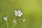 Summer flowers - Field Chickweed Cerastium arvense.