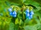 Summer, flowers, green flowerbed. Bright blue flowers in the shape of a bell