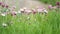 Summer flowers growing in garden city. Close up colorful marguerite daisy soft pink color. Abstract shot daisy