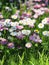 Summer flowers growing in summer garden. Colorful marguerite daisy soft pink and white color.