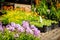 Summer flowers and Herbs in plastic pots on the street