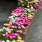 Summer flowers: Livingstone daisy flowers in the pots