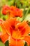 Summer flowers Orange daylilies