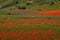 Summer flowers in the Pian Grande, Castelluccio di Norcia