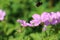 Summer flowers; pink Cranesbill Geranium blooms, Wargrave Pink, Geranium endressii flowering in summertime with background blur