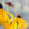 Summer flowers - Rudbeckia flower background