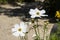 Summer flowers white cosmos flowers - in Latin Cosmos Bipinnatus