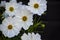 Summer flowers white cosmos flowers - in Latin Cosmos Bipinnatus