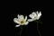 Summer flowers white cosmos - in Latin Cosmos Bipinnatus, isolated on black background