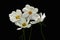 Summer flowers white cosmos - in Latin Cosmos Bipinnatus, isolated on black background