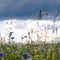 Summer floweRussian field, summer landscape, cornflowers and chamomiles, ears of wheat, gloomy sky with clouds