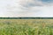 Summer floweRussian field, summer landscape, cornflowers and chamomiles, ears of wheat, gloomy sky with clouds