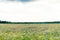 Summer floweRussian field, summer landscape, cornflowers and chamomiles, ears of wheat, gloomy sky with clouds