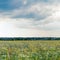 Summer floweRussian field, summer landscape, cornflowers and chamomiles, ears of wheat, gloomy sky with clouds