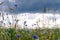 Summer floweRussian field, summer landscape, cornflowers and chamomiles, ears of wheat, gloomy sky with clouds