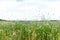 Summer floweRussian field, summer landscape, cornflowers and chamomiles, ears of wheat, gloomy sky with clouds