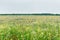 Summer floweRussian field, summer landscape, cornflowers and chamomiles, ears of wheat, gloomy sky with clouds