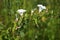 Summer on a flowery meadow, a bindweed climbing on a stem