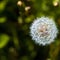 A summer fluffy dandelion on a green background in a clearing