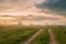 Summer fog dirt road. Colorful misty rural morning