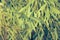 Summer Foliage of a Coyote Willow Tree Salix exigua Growing in a Herbaceous Border in a Country Cottage Garden