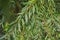 Summer Foliage of a Coyote Willow Tree Salix exigua Growing in a Herbaceous Border in a Country Cottage Garden