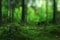 Summer forest blurred texture