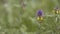 Summer forest flowers, yellow and purple beautiful cow-wheat Melampyrum nemorosum . Stock footage. Picturesque blooming