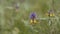 Summer forest flowers, yellow and purple beautiful cow-wheat Melampyrum nemorosum . Stock footage. Picturesque blooming