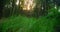 Summer forest glade. Woodland floor in close-up covered with green fresh lush grass and leaves in the foreground