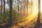 Summer forest landscape with bright warm sunlight through trees. Yellow colours in majestic beautiful forest in sunny morning