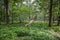 Summer forest landscape with deciduous trees mainly Pedunculate oak, Quercus robur,