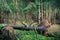 summer forest landscape. a dense pine forest with a fallen big tree