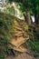 summer forest landscape. natural staircase from the roots of the trees up the hillside