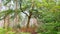 Summer forest moorland beech in the midst of nature. Lively afternoon in the colorful forest heathland