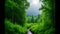 Summer forest, rain and cloudy day, dense thicket. The sun breaks through the clouds.