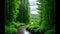 Summer forest, rain and cloudy day, dense thicket. The sun breaks through the clouds.