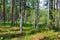 Summer forest sun nature fresh air blueberry blueberry cowberry bushes grass trees
