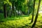 Summer forest. Sunny green forest. Scenic bright forest in sunlight. Scenery sunny nature