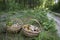 In the summer in the forest there are two full baskets with edible mushrooms and strawberries.