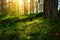 Summer forest undergrowth vegetation. Grass, shrubs and moss growing in pinewood understory or underbrush backlit by the sun.